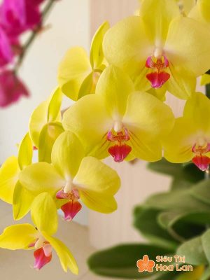 Lựa chọn màu sắc hoa lan hồ điệp hợp mệnh phong thủy trang trí Tết Hoa lan hồ điệp tượng trưng cho sự sinh sôi