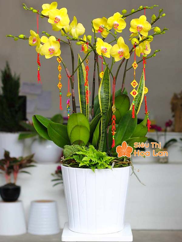 Lựa chọn màu sắc hoa lan hồ điệp hợp mệnh phong thủy trang trí Tết hoa lan ho diep vang