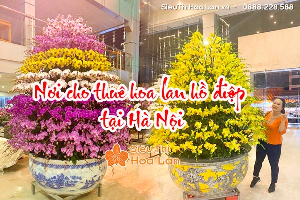 Nơi cho thuê hoa lan hồ điệp tại Hà Nội