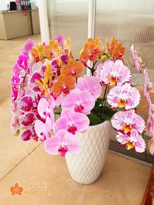 Siêu Thị Hoa Lan cung cấp hoa lan nhiều màu khác nhau