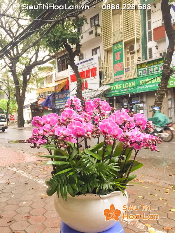 Siêu Thị Hoa Lan cho thuê hoa lan Tết uy tín chất lượng