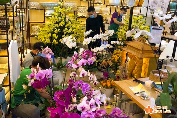 Địa điểm bán hoa lan hồ điệp giá rẻ tại Hà Nội