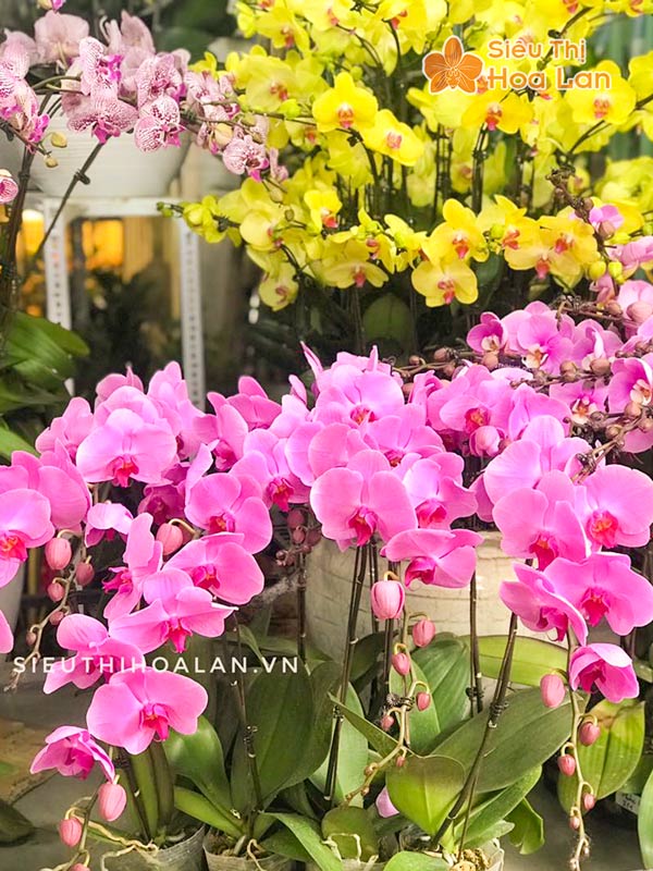 Hoa lan hồ điệp có nhiều màu sắc đẹp
