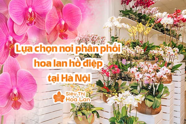 Nơi phân phối phối hoa lan hồ điệp tại Hà Nội