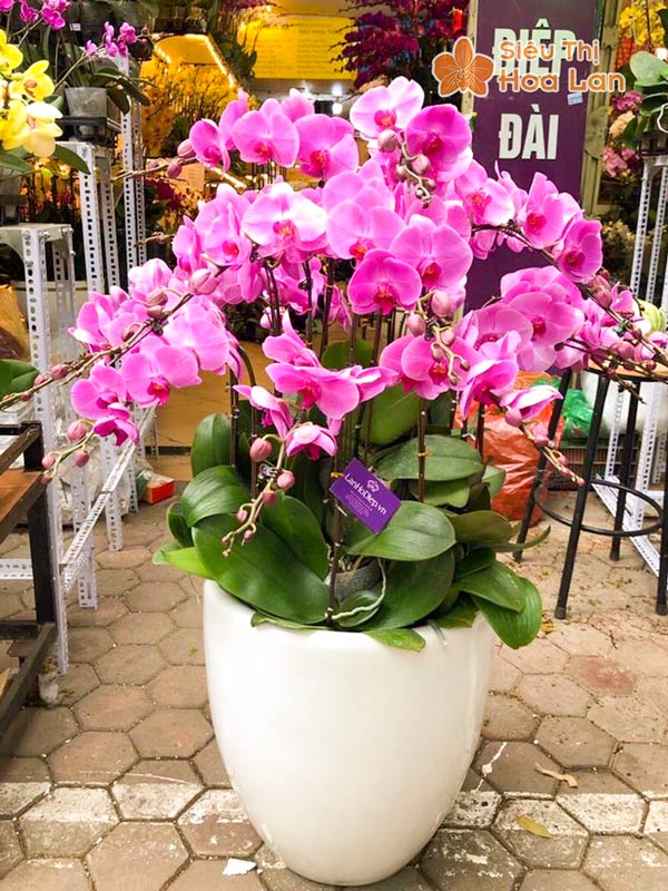 Phân phối hoa lan hồ điệp giá rẻ tại Hà Nội