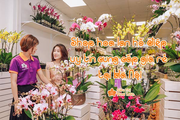 Shop hoa lan hồ điệp uy tín cung cấp giá rẻ tại Hà Nội