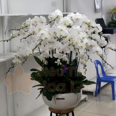 Chậu lan hồ điệp tặng phụ nữ