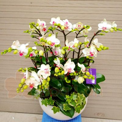 Hoa lan hồ điệp tặng phụ nữ 8-3