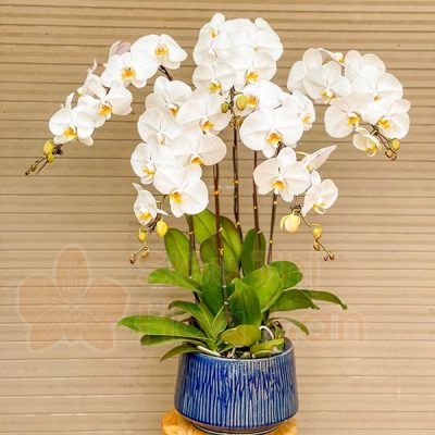 Hoa lan hồ điệp tặng vợ ngày 8-3