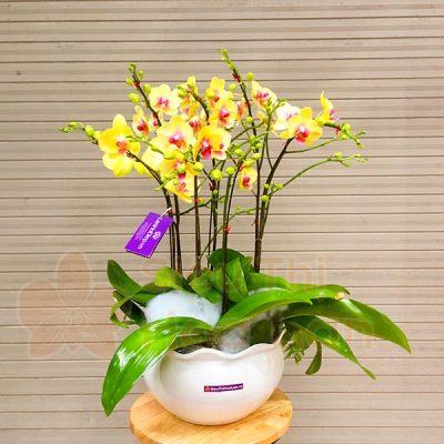 Hoa lan hồ điệp vàng tặng 8-3