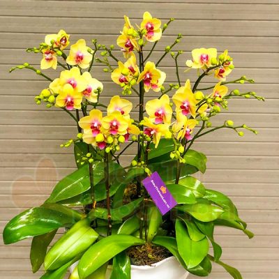 Hoa lan hồ điệp vàng tặng phụ nữ