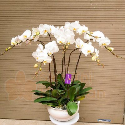 Lan hồ điệp tặng phụ nữ 8-3