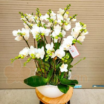 Mua hoa lan hồ điệp tặng 8/3