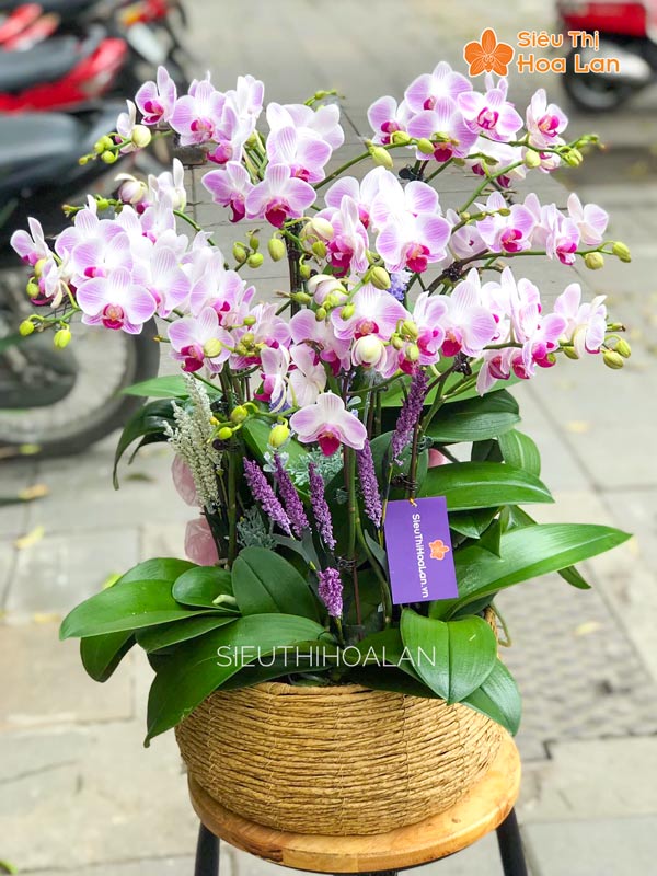 Bán hoa lan hồ điệp đẹp trang trí Tết tại Hà Nội