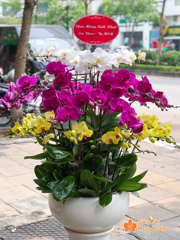 Chậu hoa lan hô điệp đẹp tặng mẹ nhân ngày phụ nữ Việt Nam