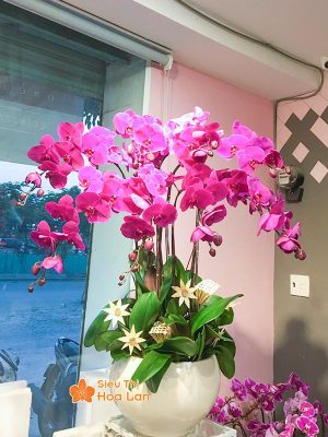 38 mẫu HOA LAN HỒ ĐIỆP ĐỂ BÀN đẹp không thể bỏ lỡ ngày Tết Chậu hoa lan hồ điệp tím để bàn đẹp