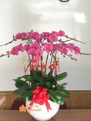 38 mẫu HOA LAN HỒ ĐIỆP ĐỂ BÀN đẹp không thể bỏ lỡ ngày Tết Chậu hoa lan hồ điệp tím ddiepj trang trí Tết