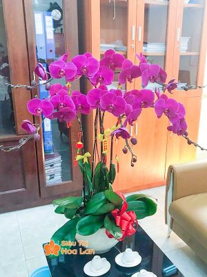 38 mẫu HOA LAN HỒ ĐIỆP ĐỂ BÀN đẹp không thể bỏ lỡ ngày Tết Chậu hoa lan hồ điệp tím trưng Tết