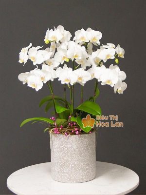 38 mẫu HOA LAN HỒ ĐIỆP ĐỂ BÀN đẹp không thể bỏ lỡ ngày Tết Chậu hoa lan hồ điệp trắng trưng Tết