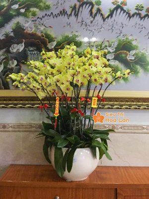 38 mẫu HOA LAN HỒ ĐIỆP ĐỂ BÀN đẹp không thể bỏ lỡ ngày Tết Chậu hoa lan hồ điệp vàng đẹp trang trí Tết