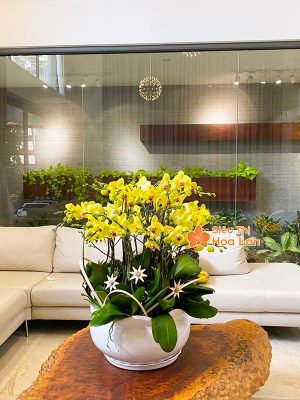 38 mẫu HOA LAN HỒ ĐIỆP ĐỂ BÀN đẹp không thể bỏ lỡ ngày Tết Chậu hoa lan hồ điệp vàng trang trí Tết