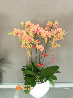 38 mẫu HOA LAN HỒ ĐIỆP ĐỂ BÀN đẹp không thể bỏ lỡ ngày Tết Hoa lan hồ điệp cam để bàn trang trí đẹp