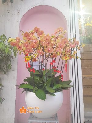 38 mẫu HOA LAN HỒ ĐIỆP ĐỂ BÀN đẹp không thể bỏ lỡ ngày Tết Hoa lan hồ điệp cam trang trí Tết