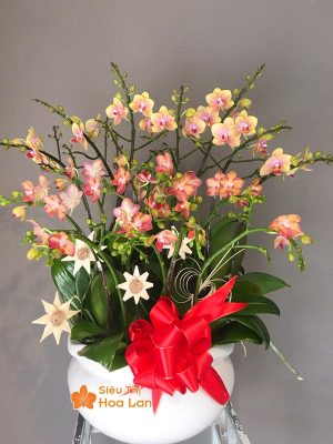 38 mẫu HOA LAN HỒ ĐIỆP ĐỂ BÀN đẹp không thể bỏ lỡ ngày Tết Hoa lan hồ điệp cảm trang trí têt đep
