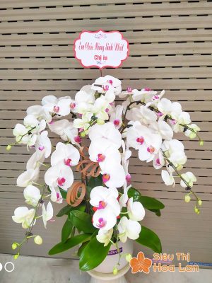 Hoa lan hồ điệp tặng ngày phù nữ Việt Nam