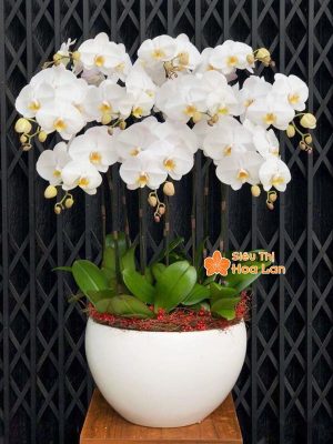 38 mẫu HOA LAN HỒ ĐIỆP ĐỂ BÀN đẹp không thể bỏ lỡ ngày Tết Hoa lan hồ điệp trắng để bàn đẹp