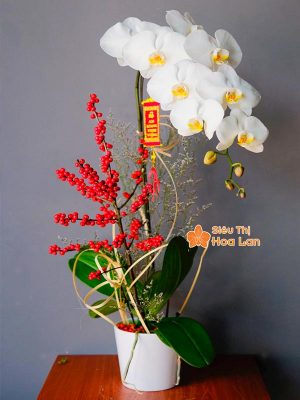 38 mẫu HOA LAN HỒ ĐIỆP ĐỂ BÀN đẹp không thể bỏ lỡ ngày Tết Hoa lan hồ điệp trắng để bàn trưng tết