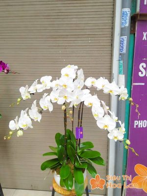 Hoa lan hồ điệp trắng đẹp 5 cành