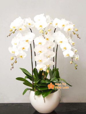 38 mẫu HOA LAN HỒ ĐIỆP ĐỂ BÀN đẹp không thể bỏ lỡ ngày Tết Hoa lan hồ điệp trắng đẹp trưng Tết