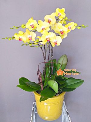 38 mẫu HOA LAN HỒ ĐIỆP ĐỂ BÀN đẹp không thể bỏ lỡ ngày Tết Hoa lan hồ điệp vàng để bàn đẹp