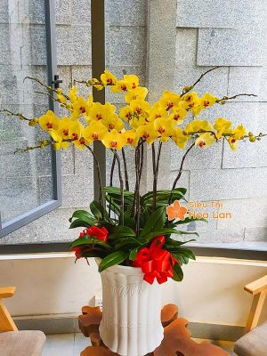 38 mẫu HOA LAN HỒ ĐIỆP ĐỂ BÀN đẹp không thể bỏ lỡ ngày Tết Hoa lan hồ điệp vàng đẹp trang trí Tết