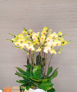 Lan Hồ Điệp Mini Vàng Hoa lan hồ điệp vàng mini đẹp làm quà