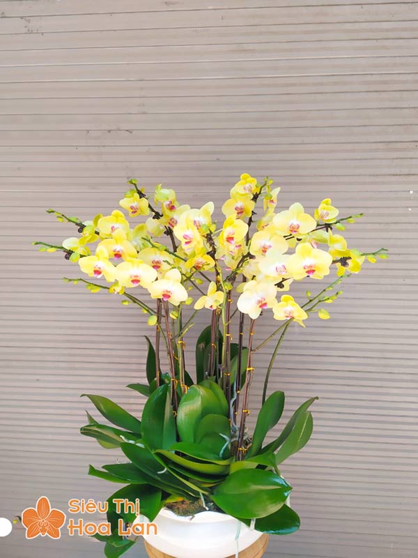 Lan Hồ Điệp Mini Vàng Hoa lan hồ điệp vàng mini đẹp làm quà