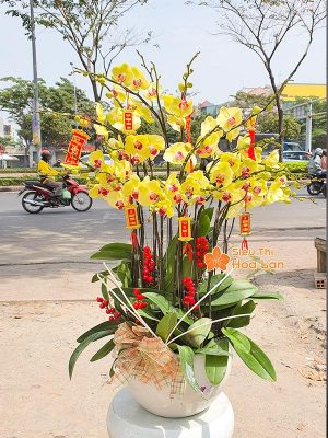 38 mẫu HOA LAN HỒ ĐIỆP ĐỂ BÀN đẹp không thể bỏ lỡ ngày Tết Hoa lan hồ điệp vàng trưng Tết