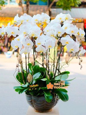 38 mẫu HOA LAN HỒ ĐIỆP ĐỂ BÀN đẹp không thể bỏ lỡ ngày Tết Lan hồ điệp hoa trắng trang trí Tết