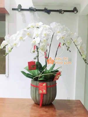 38 mẫu HOA LAN HỒ ĐIỆP ĐỂ BÀN đẹp không thể bỏ lỡ ngày Tết Mẫu hoa lan hồ điệp để bàn màu trắng đẹp