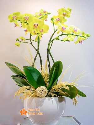 38 mẫu HOA LAN HỒ ĐIỆP ĐỂ BÀN đẹp không thể bỏ lỡ ngày Tết Mẫu hoa lan hồ điệp vàng để bàn đẹp