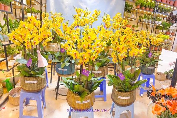 Nơi bán hoa lan hồ điệp đẹp giá rẻ tại Hà Nội