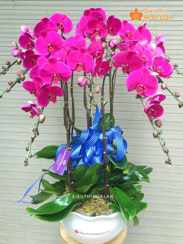 Nơi ban hoa lan hồ điệp giá rẻ tại Hà Nội