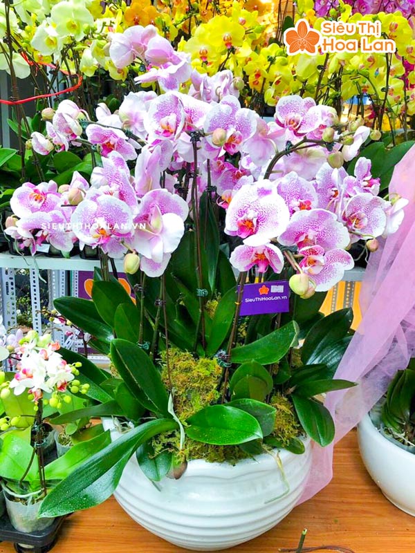 Nơi bán hoa lan hồ điệp đẹp tại Hà Nội