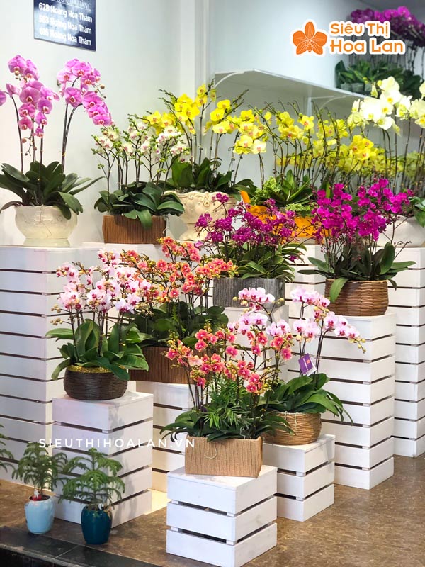 Shop cung cấp hoa lan hồ điệp đẹp giá rẻ tại Hà Nội