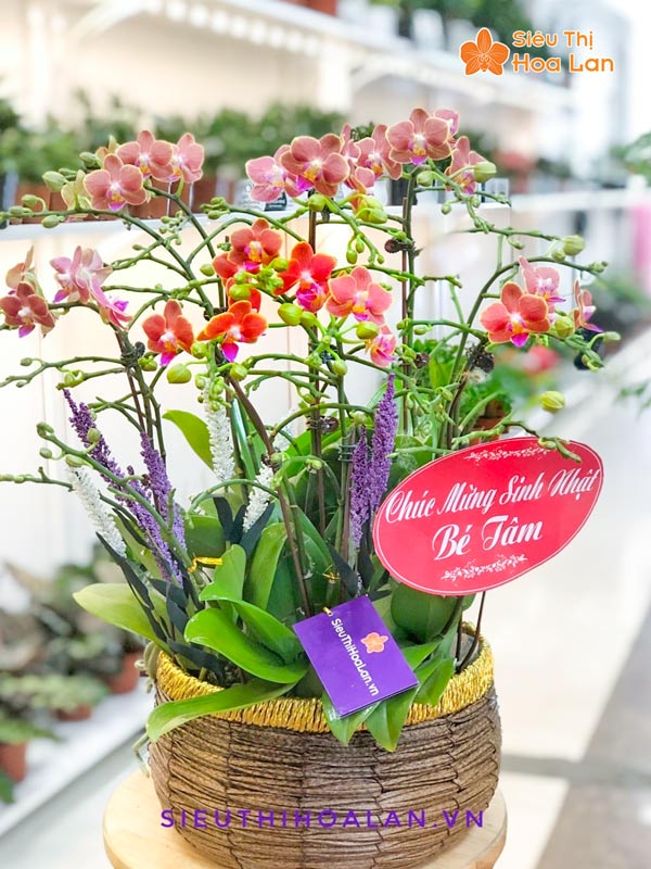 Siêu Thị Hoa Lan bán hoa lan hồ điệp tại Hà Nội