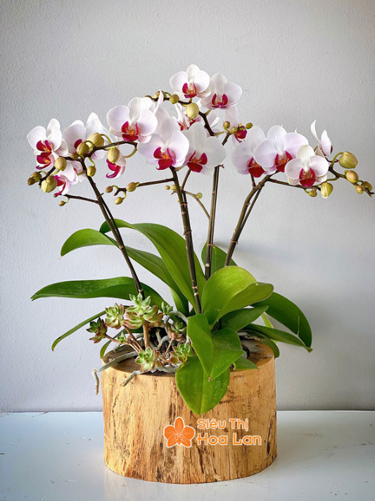 lan hồ điệp các màu