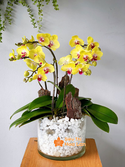 lan hồ điệp màu nào đặt nhất