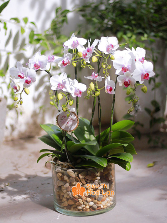 bảng màu hoa hồ điệp