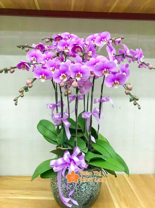 bảng màu hoa hồ điệp đại